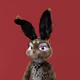 Rabbitar #6737