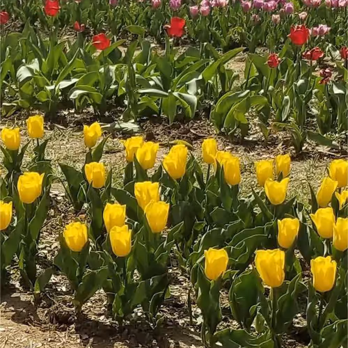 Colorful Tulips