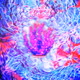 Healing Coral Four