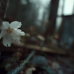 The White Bloom 