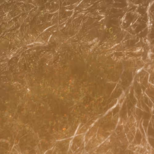 Dear,  〰Eora Nation collection〰