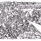 Okapie Drawing