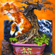 Bonsai - HIDT5kF6Eb