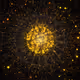 Cosmic Bloom #255