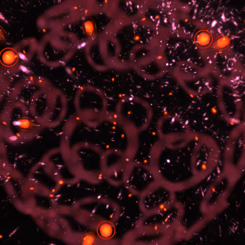 Cosmic Bloom By Leo Villareal