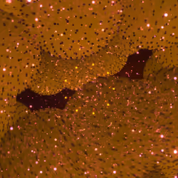 Cosmic Bloom #1133