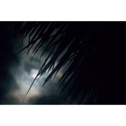 Moon Light