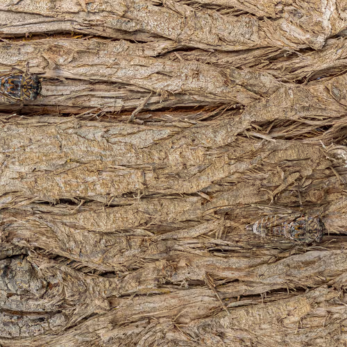 Nature Signatures