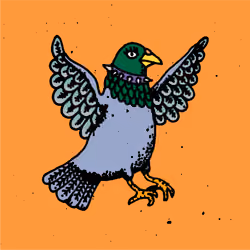 Hood Pigeon #913