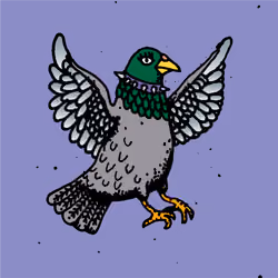 Hood Pigeon #2666
