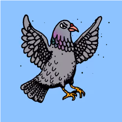 Hood Pigeon #2219