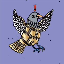 Hood Pigeon #765