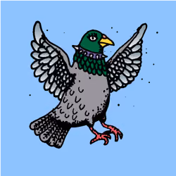 Hood Pigeon #1348