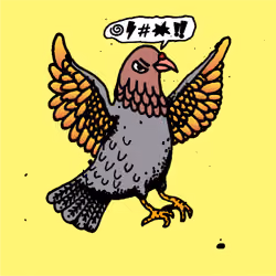 Hood Pigeon #1020