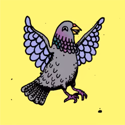 Hood Pigeon #2842