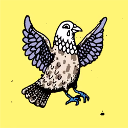 Hood Pigeon #468