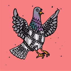 Hood Pigeon #5608