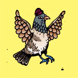 Hood Pigeon #1649