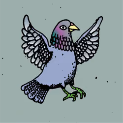 Hood Pigeon #453