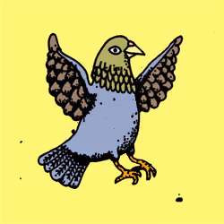 Hood Pigeon #1779