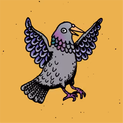 Hood Pigeon #2205