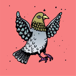 Hood Pigeon #2674