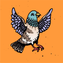 Hood Pigeon #2220