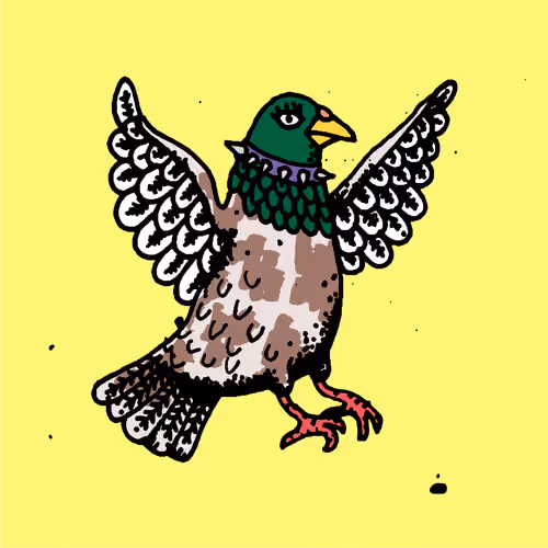 Hood Pigeon #547
