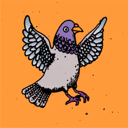 Hood Pigeon #1133