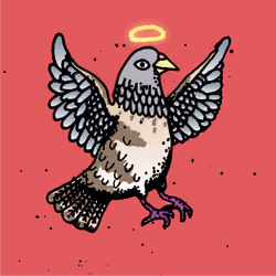 Hood Pigeon #1783