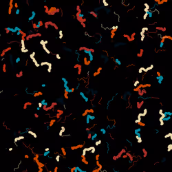 Wavelength #983