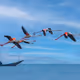 Wildlife