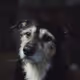 Dogs - INmTcbjFlu