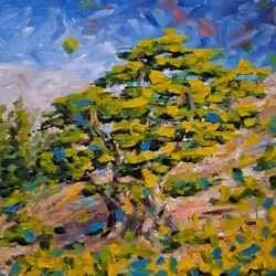 Life Of A Cedar  #4