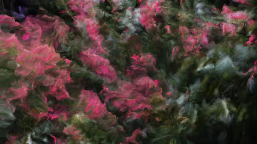 Item #84000001 Media