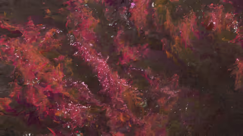 Item #85000001 Media