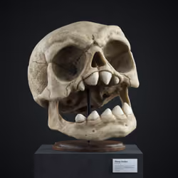 Rage face (Homo Iratus) - Still #4/5