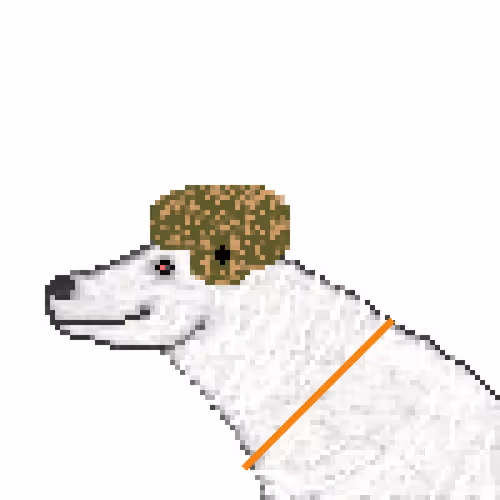 Icebearz