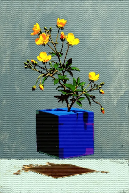 Live Outside the Box 34- Genista #2