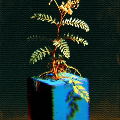 Live Outside the Box 35- Arbutus canariensis #2