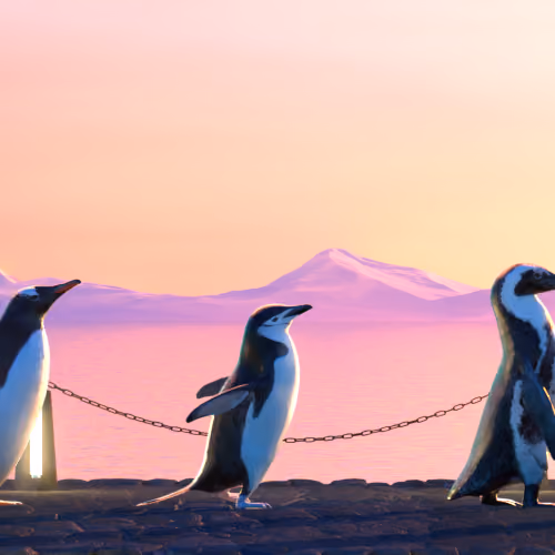 Five Penguins #525