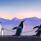 Five Penguins #2779
