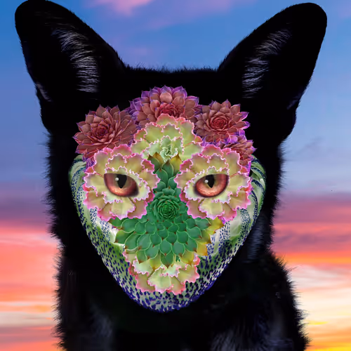 Galantis X Mat Maitland 97228850