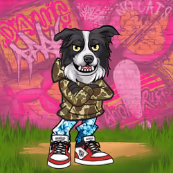 Border Collie 0619