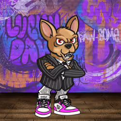 Chihuahua 3263
