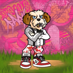 Shih Tzu 2796
