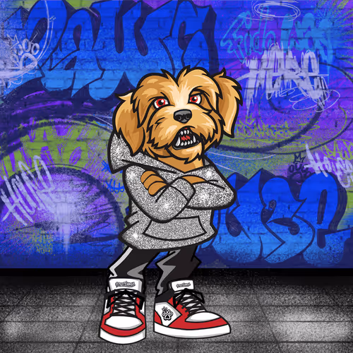 Havanese 1136