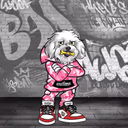 Bichon Frise 2969