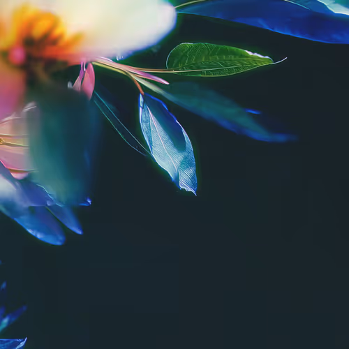 Once Upon A Garden By Linda Dounia Rebeiz