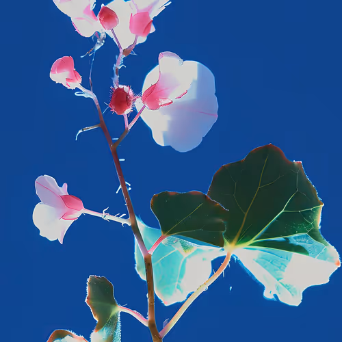 Once Upon A Garden By Linda Dounia Rebeiz